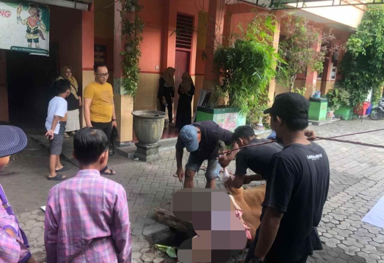 Semangat Kurban Menggema, SDN Citrodiwangsan 02 Lumajang Potong Satu Ekor Sapi