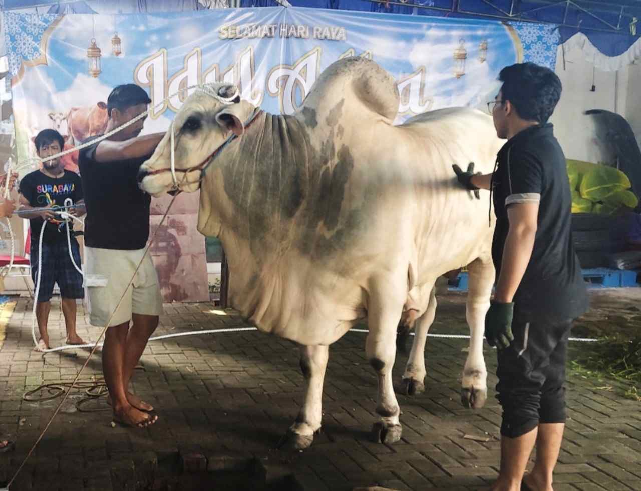 Fixprint Indonesia Kurban Sapi Jumbo 746 Kilogram, Bangun Budaya Kerja Berbasis Keimanan